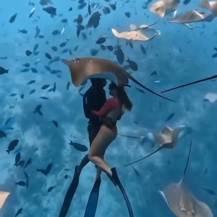 Snorkeling with stingrays